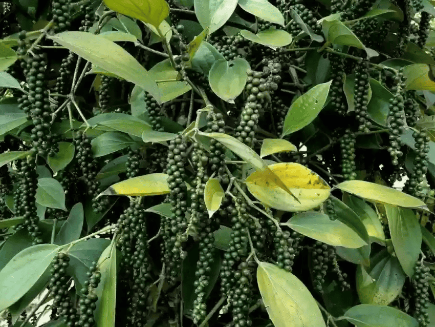 Mak life kali mirchi 
